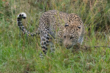 Naklejka premium Female leopard (Panthera pardus) moving through buash in the Timbavati Reserve, South Africa