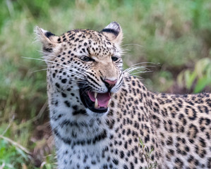 Female leopard (Panthera pardus) moving through buash in the Timbavati Reserve, South Africa