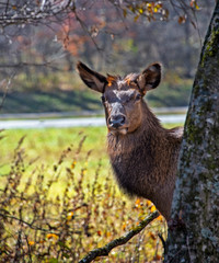 Fototapeta premium Elk Coming from around a Tree in North Carolina