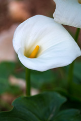 Beautiful white calla lily flowers in the garden