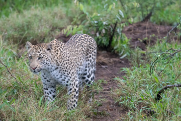 Female leopard (Panthera pardus) moving through buash in the Timbavati Reserve, South Africa
