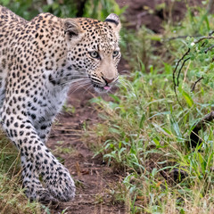 Female leopard (Panthera pardus) moving through buash in the Timbavati Reserve, South Africa