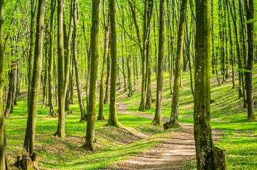 Beautiful natural forest in a misty spring morning with sun rays