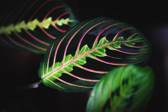 House Plants: Details of the Leafs of Prayer Plant (Maranta Leuconeura) with its Green and Purple  Fish Bone Patterns