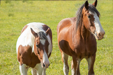 Obraz premium two beautiful horses standing on green field