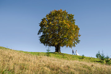 Obraz premium Loving couple under a big tree in mountains