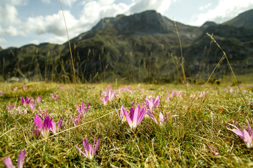 Autumn crocus flowers