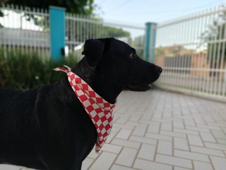 black labrador retriever