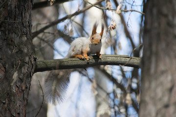 Cute gray squirrel sits on the branches