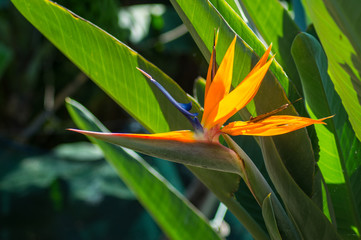 Bird of paradise flower / Strelitzia