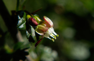 Spring flowering spiny gooseberry shrub