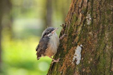 Nuthatch fledgling nestling sits on a tree in spring waiting for parents