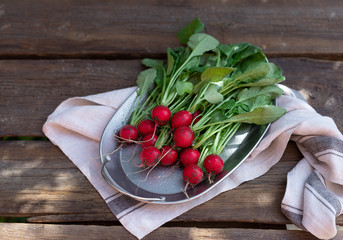 ripe red radish on a metal dish. seasonal vegetables. outdoors. wooden background. horizontal image.