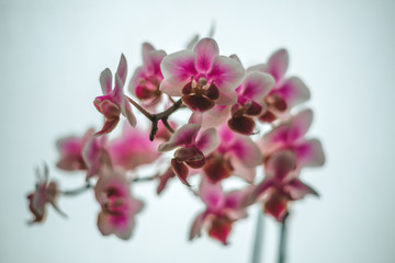 Fototapeta na wymiar pink orchid flower