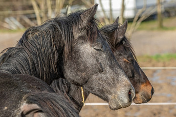 Kopf von zwei jungen Warmbluthengsten mit geschlossenen Augen in der Frühjahrssonne © mavcon