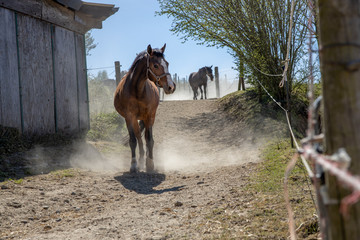 zwei Pferde auf einem staubigen Weideweg