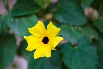 yellow flower in the garden