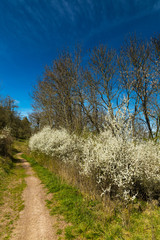 Fototapeta premium foodpath between flowering bushes in april at the Seeberg hill near Gotha