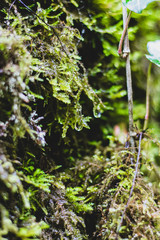 Végétation à l’automne autour de la Cascade de la Venoge (Canton de Vaud, Suisse)