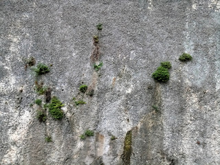 moss on the old wall