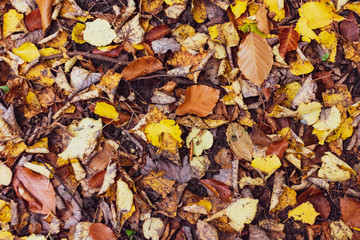 Tapis de feuilles mortes et colorés à l’automne