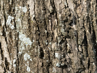 tree bark texture