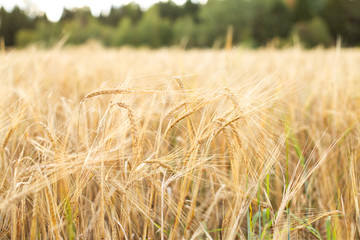 Barley field. Beards of golden barley close up. Beautiful rural landscape. Background of ripening ears of meadow barley field. Rich harvest concept