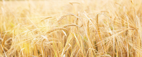 Barley field. Beards of golden barley close up. Beautiful rural landscape. Background of ripening ears of meadow barley field. Rich harvest concept