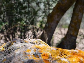 Fototapeta na wymiar Lizard Sardinia