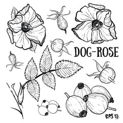 Vector Set of Sketch Flowers isolated on white background