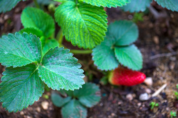 wild strawberry in the garden