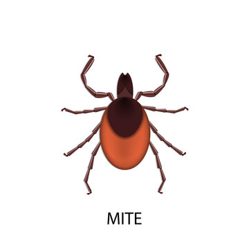 Mite parasites. vector illustration isolated on white background. Mite spider. Mite allergy. Mite epidemic.