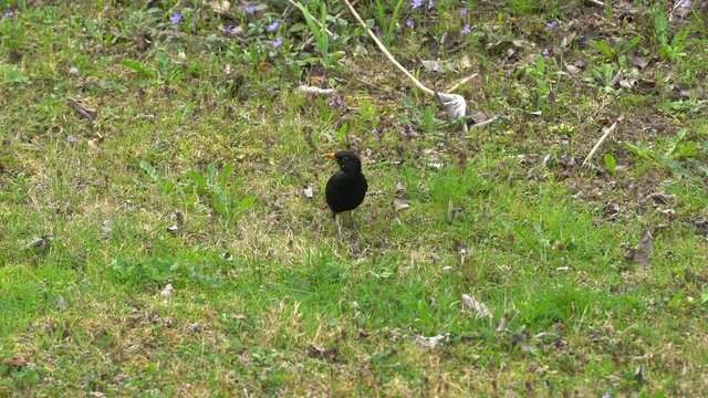 Common Blackbird (Turdus merula) looking for food on background - (4K)