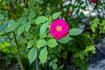 Detail closed-up photo of pink rose. Bush as floral background. Blooming of roses
