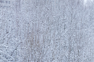 Tree branches with covered white snow. Texture.