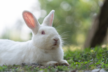 White rabbit outdoors.Close up bunny rabbit in agriculture farm.Rabbits are small mammals in the family Leporidae