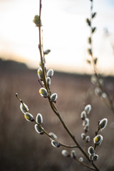 willow branches in spring