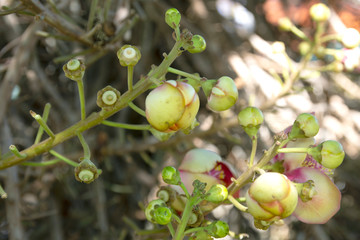 Sala flowers are flowers from the Sala tree that the Lord Buddha enlightened under this tree.