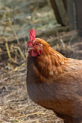 red female chicken foraging in farm yard in summer