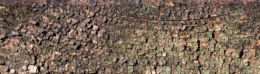 Texture of old wood plank surface background
