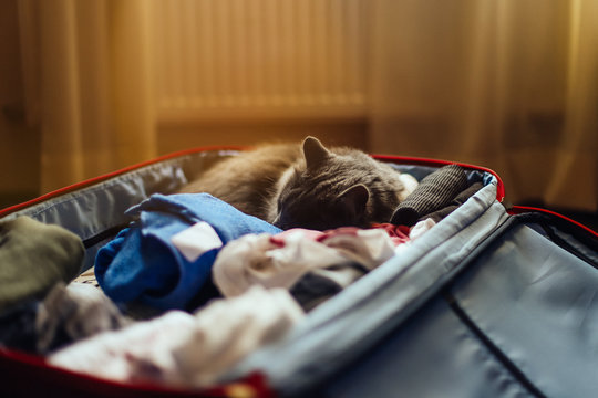 Cat Sleeping In A Open Suitcase Filled With Clothes, Warm Indoors Shot, Stay Home Concept