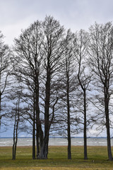 Alder trees by the seashore