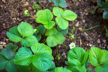 wild strawberry in the garden