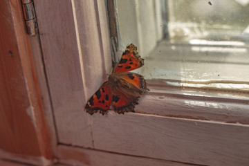 butterfly on the wall