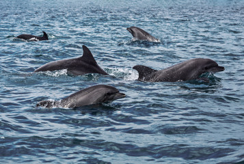 Black sea bottlenose dolphins frolic in the Black sea