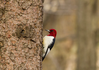Red headed woodpecker bird climbs bark of a spruce tree in woodland habitat