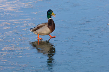 Wild duck on ice. Reflection of duck on ice