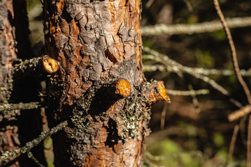 close up of a pine tree