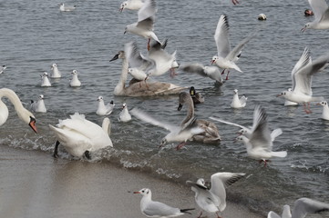Fototapeta premium Swans and seagulls on the seashore.