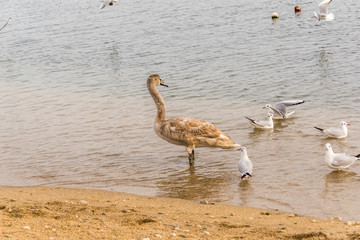 Swans and seagulls on the seashore.